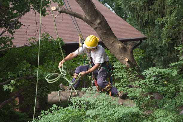 Best Seasonal Cleanup (Spring/Fall)  in South Pasadena, CA